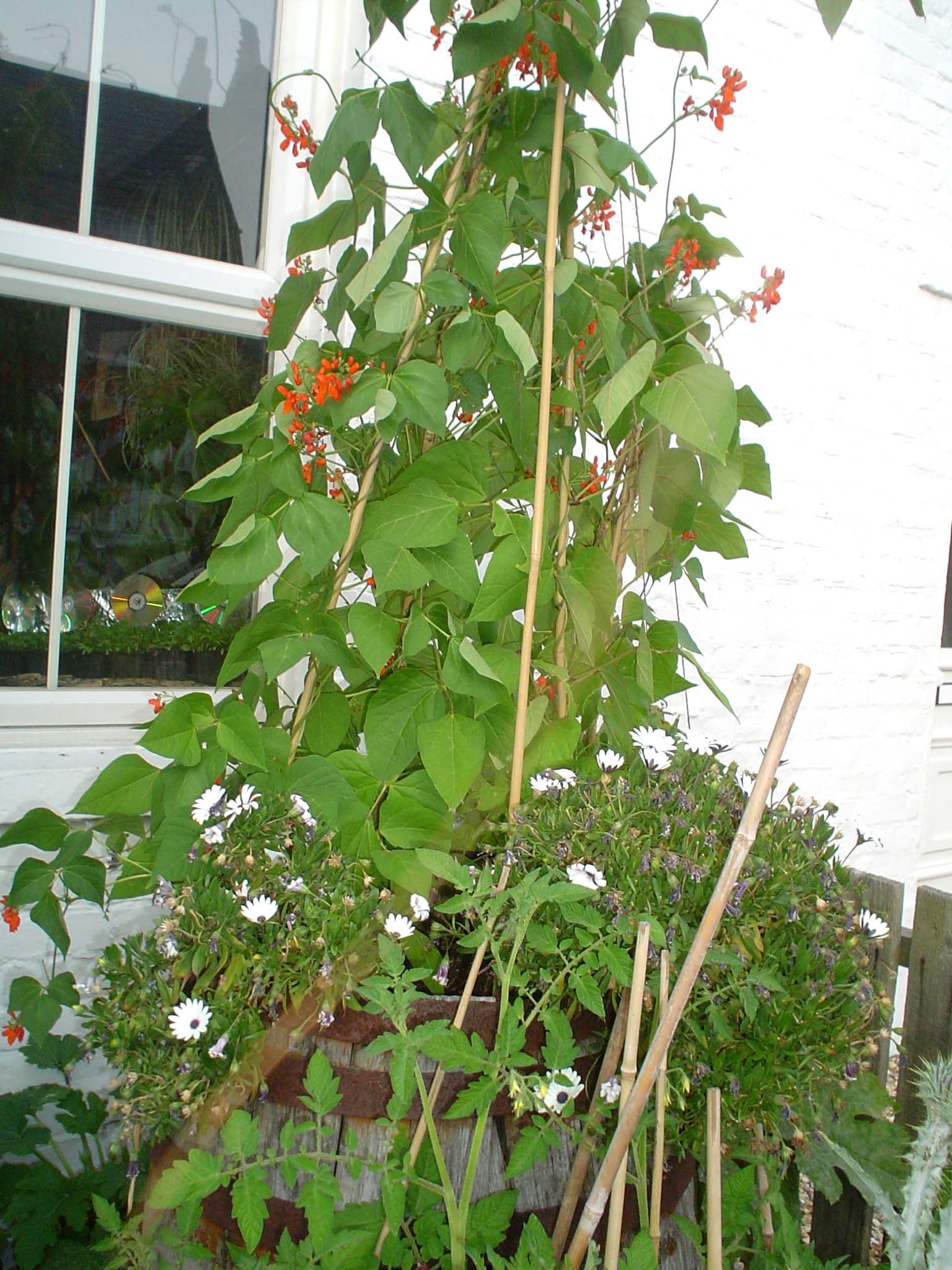 beans in a barrel