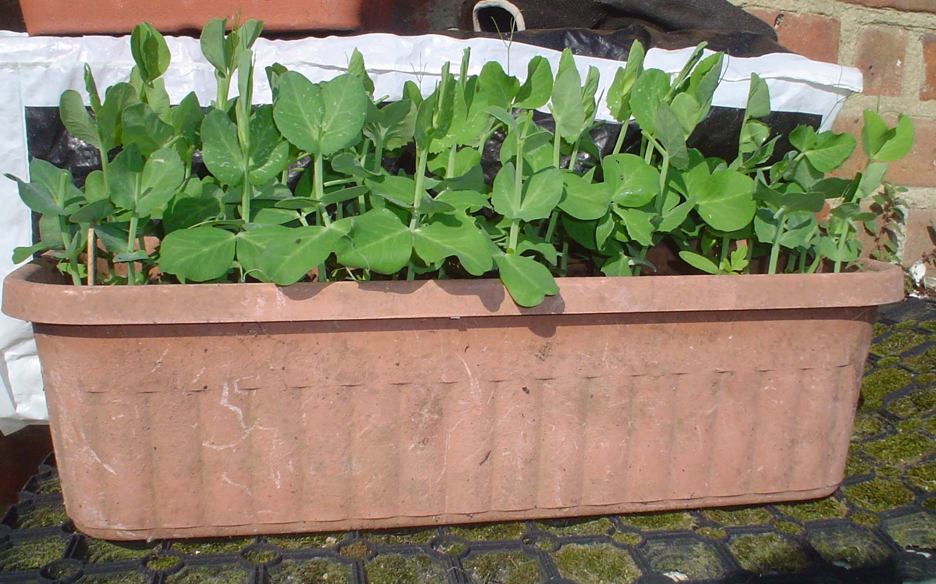 Pea shoots in the morning sun