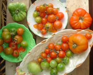 tomatoes2016